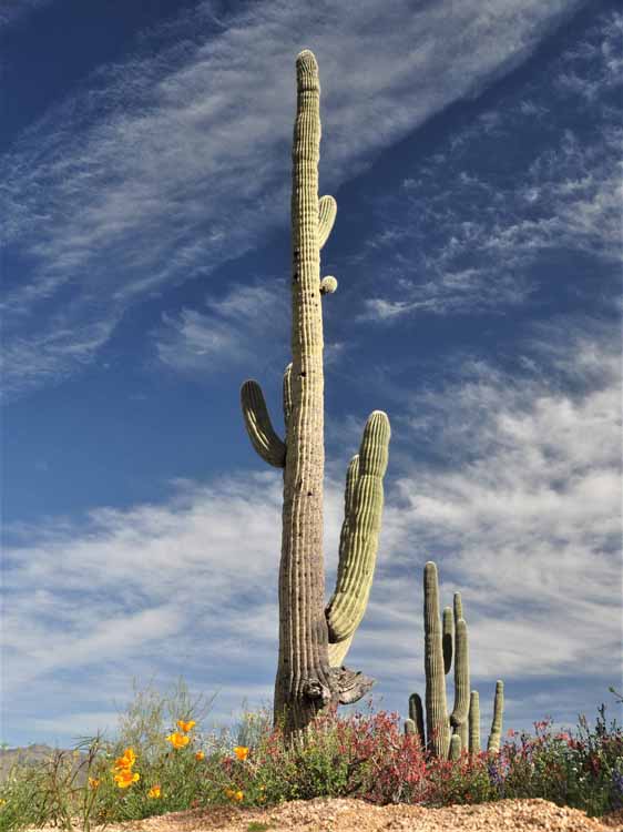 saguaro
